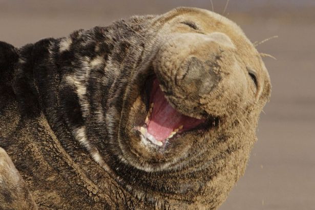 Laughing%20seal-1567929.png