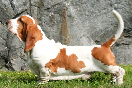 BassetHound_profil.jpg