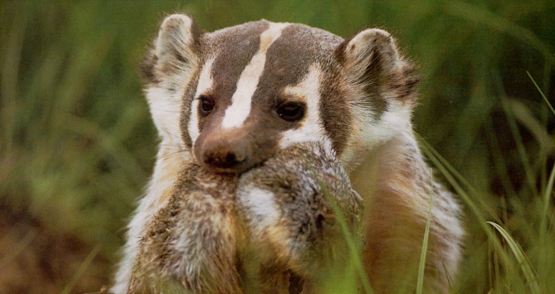 gallery_badger_and_snack.jpg