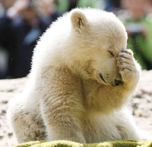 facepalm-bear-2.png