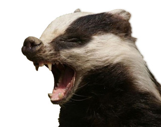 BADGER-SHOUTS-smll.jpg