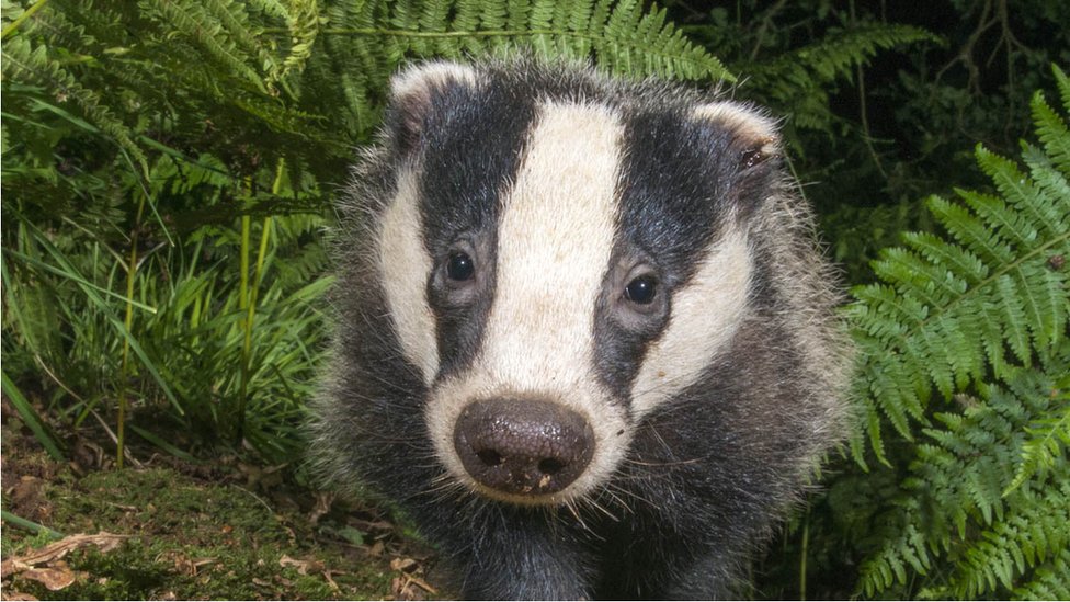 _117195805_badger_1920x1080_cps.jpg