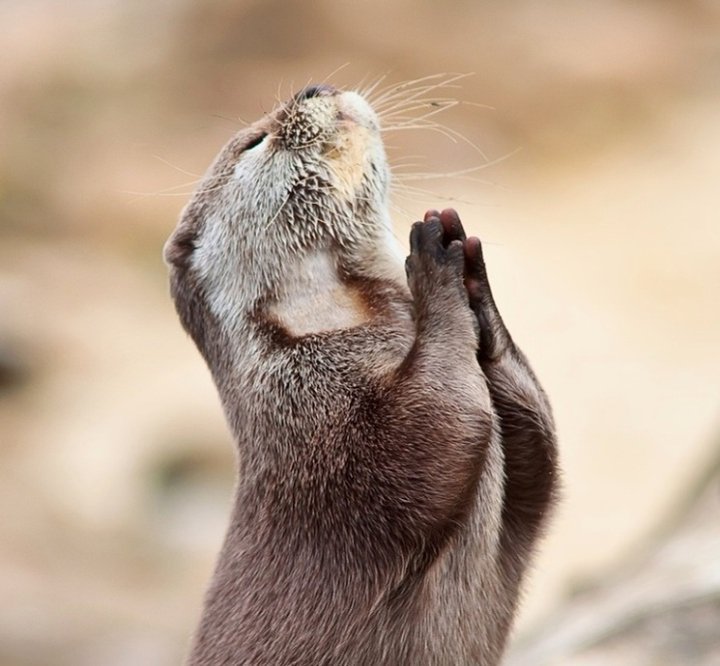 praying-gopher1.jpg