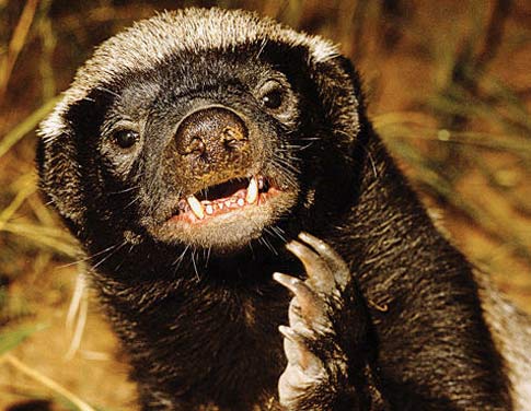 honey-badger-say-what-snake.jpg