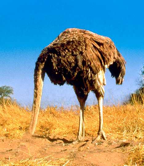 035ostrich_468x538.jpg