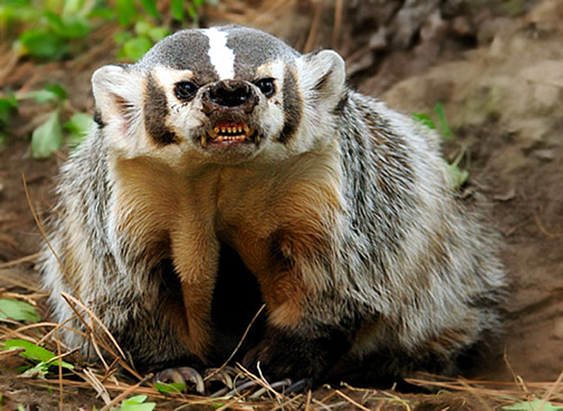 badger.jpg