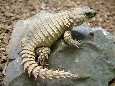 armadillo-lizard2.jpg