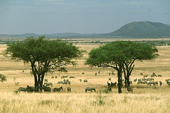 serengeti01.jpg