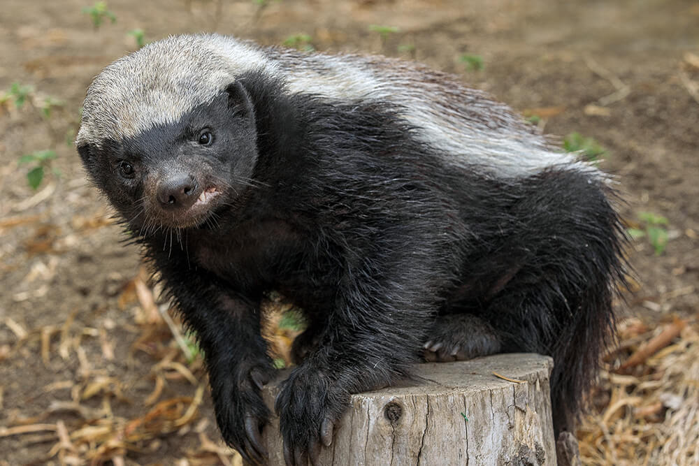 honey_badger_02.jpg