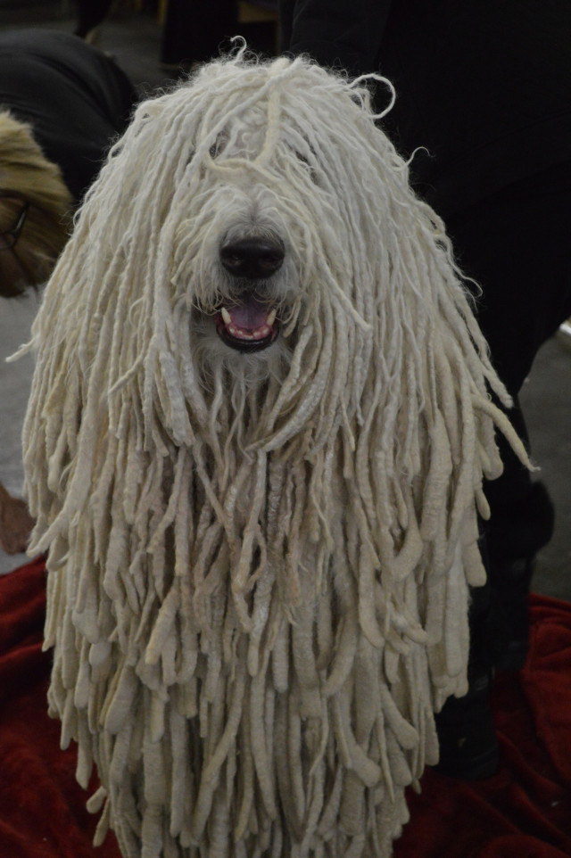 komondor-5.jpeg