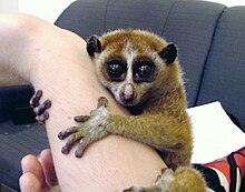 220px-Slow_Loris_Female.jpg