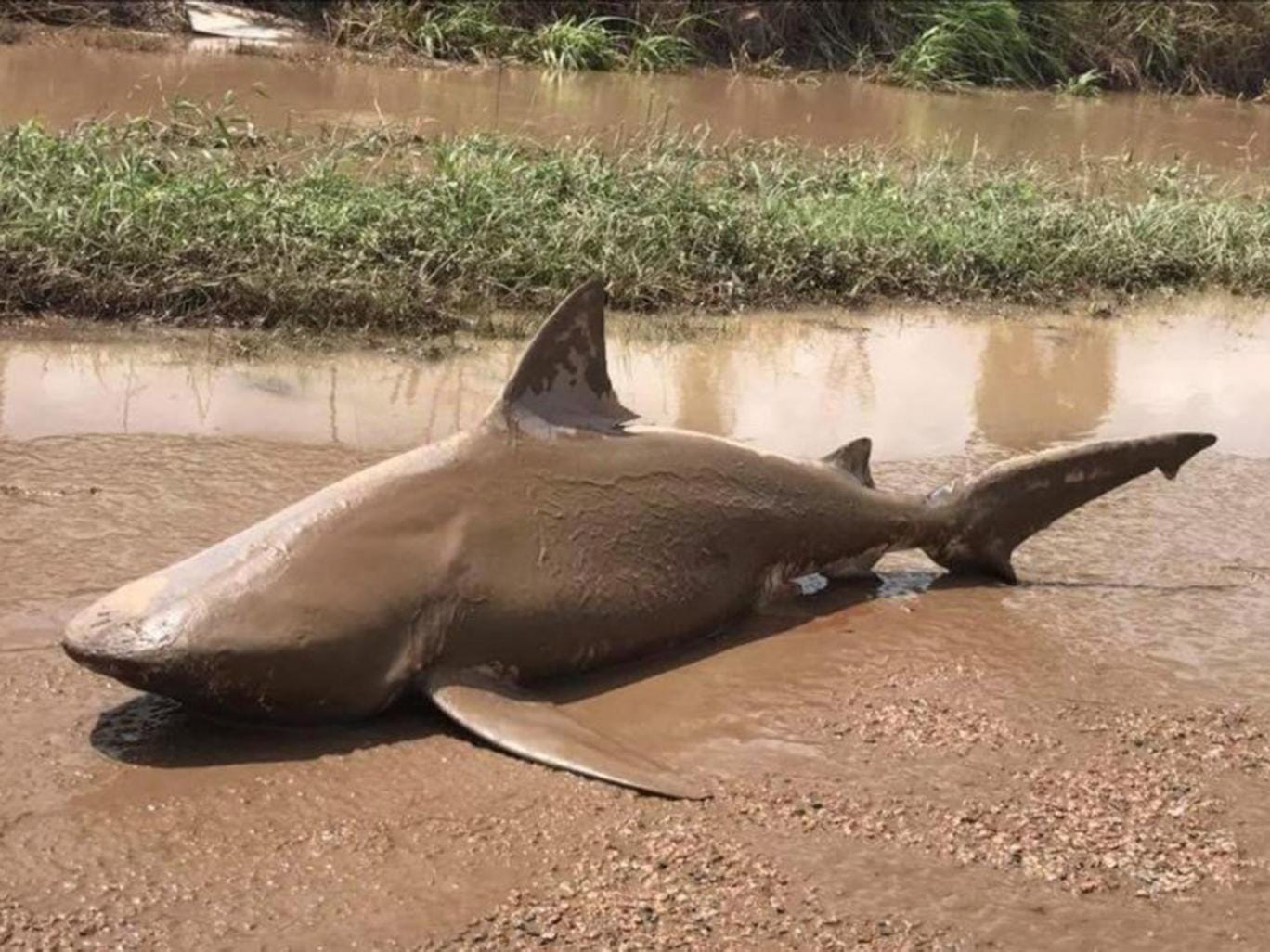 shark-australia.jpg